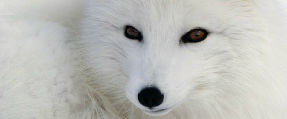 Animal Behavior - Snow Fox